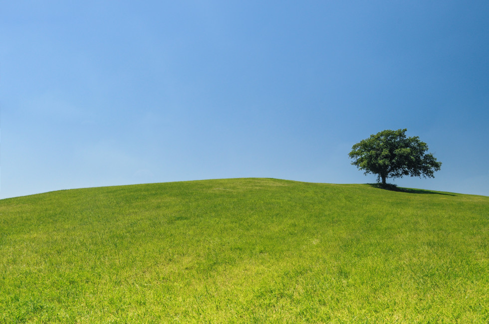 Lonely-tree-on-hill-license-free-CC0-980x650